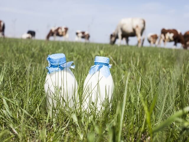 Milk from the Best Cows