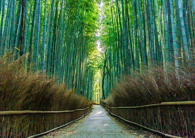 Bamboo Forest<br>Traditional Japanese Culture