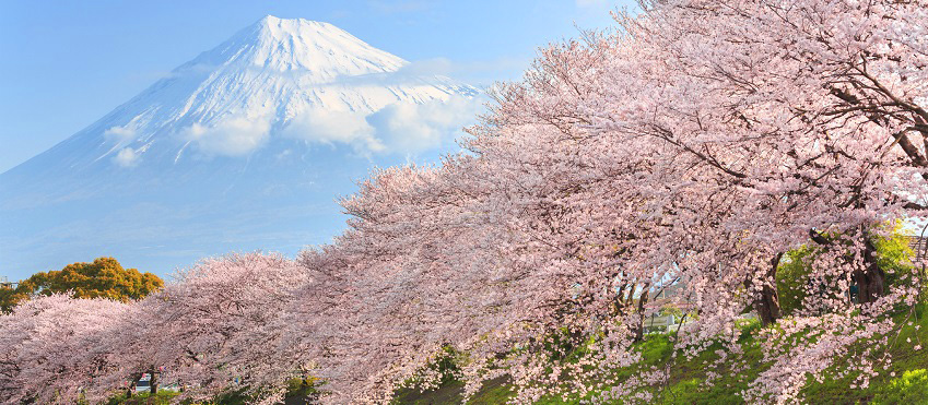 Essence of Spring | Kawachi Fuji Wisteria Garden & Hiroshima