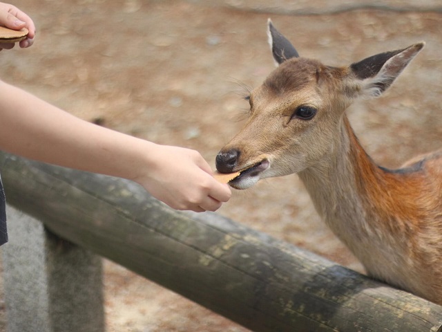 A Traditional Nara Tourist Attraction