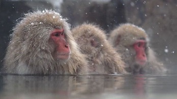 Winter Discovery | Snow Monkey