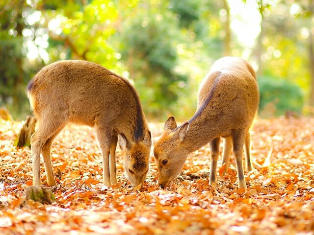 The Famous Deer of Nara