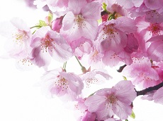 Cherry Blossom Walking Tour (Optional Tour 1 - Free)