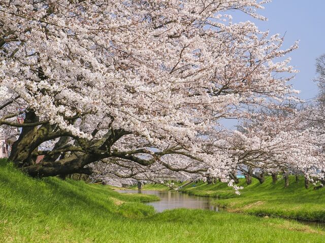 Cherry Blossom Walking Tour