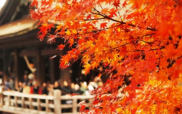 autumn tours to japan
