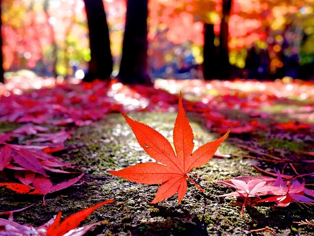 Amazing Autumn Scenery