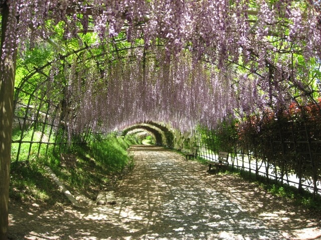 Kawachi Wisteria Garden & Hiroshima | Spring Japan Tours