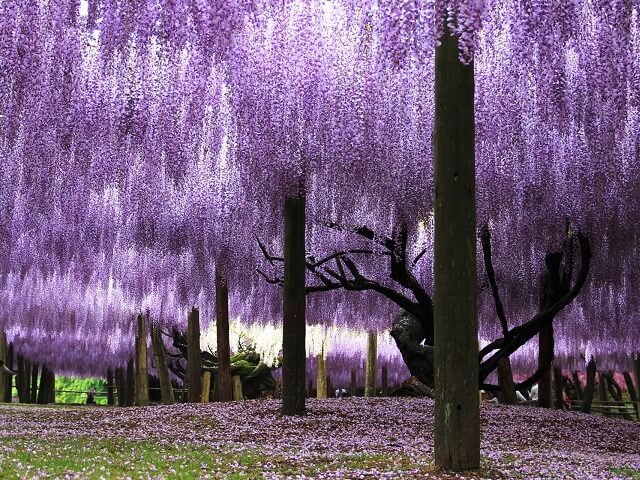 Japanese Flowers | Nature Vacations