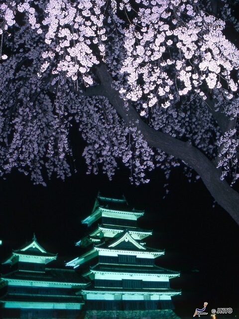 National Treasure & Cherry Blossoms | Matsumoto Castle 