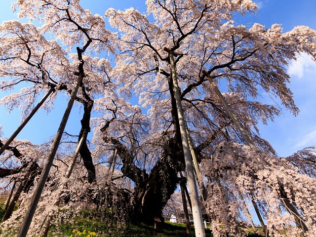 Cherry Blossoms & Japanese Flowers | Spring