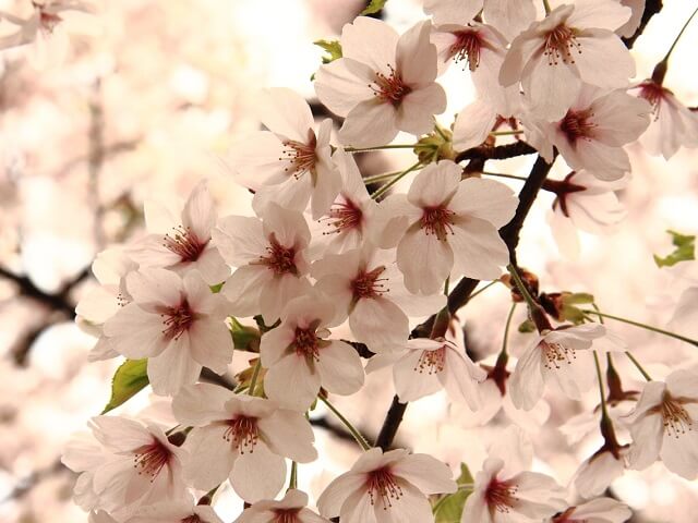 Celebrate Japan's Cherry Blossoms