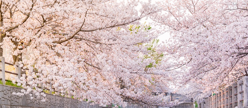 Essence of Spring | Southern Japan<span class=