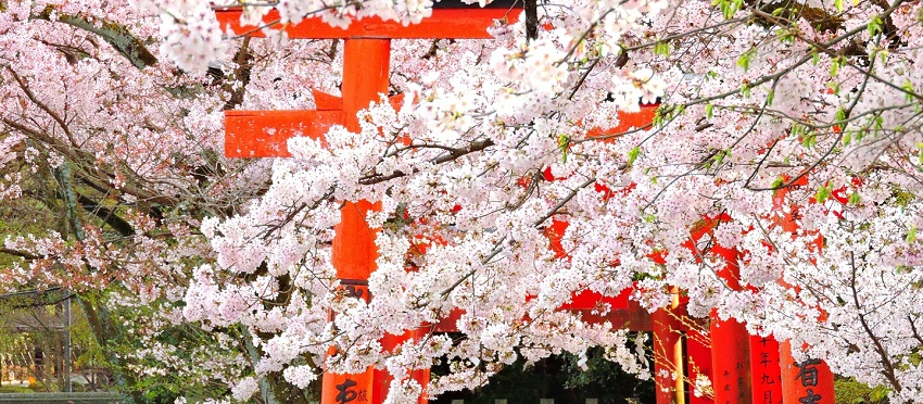 Essence Of Spring | Nikkei Tour<span class=