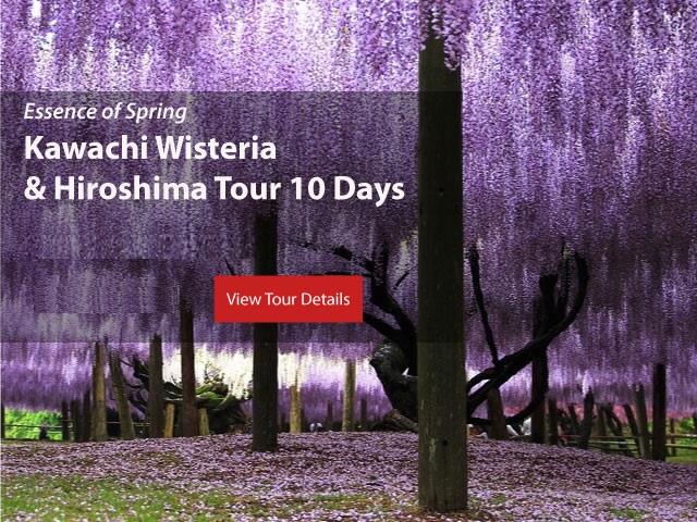 <strong>Wisteria Flower Tour</strong> with Japan Deluxe Tours 2022