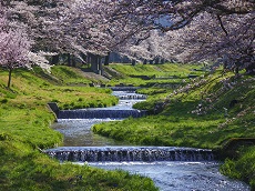 Fukushima Cherry Blossom Spots