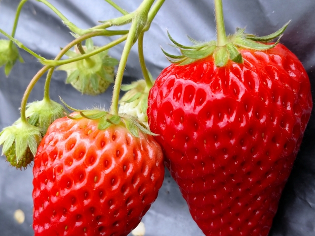 Seasonal Fruit Picking