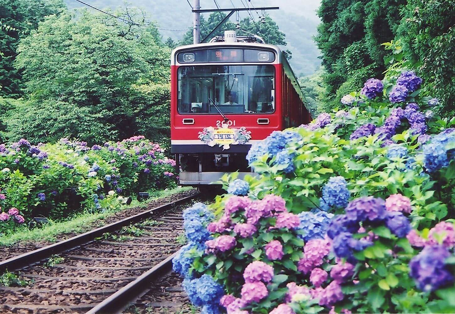 The Famous Hydrangea Train: Hakone in Summer