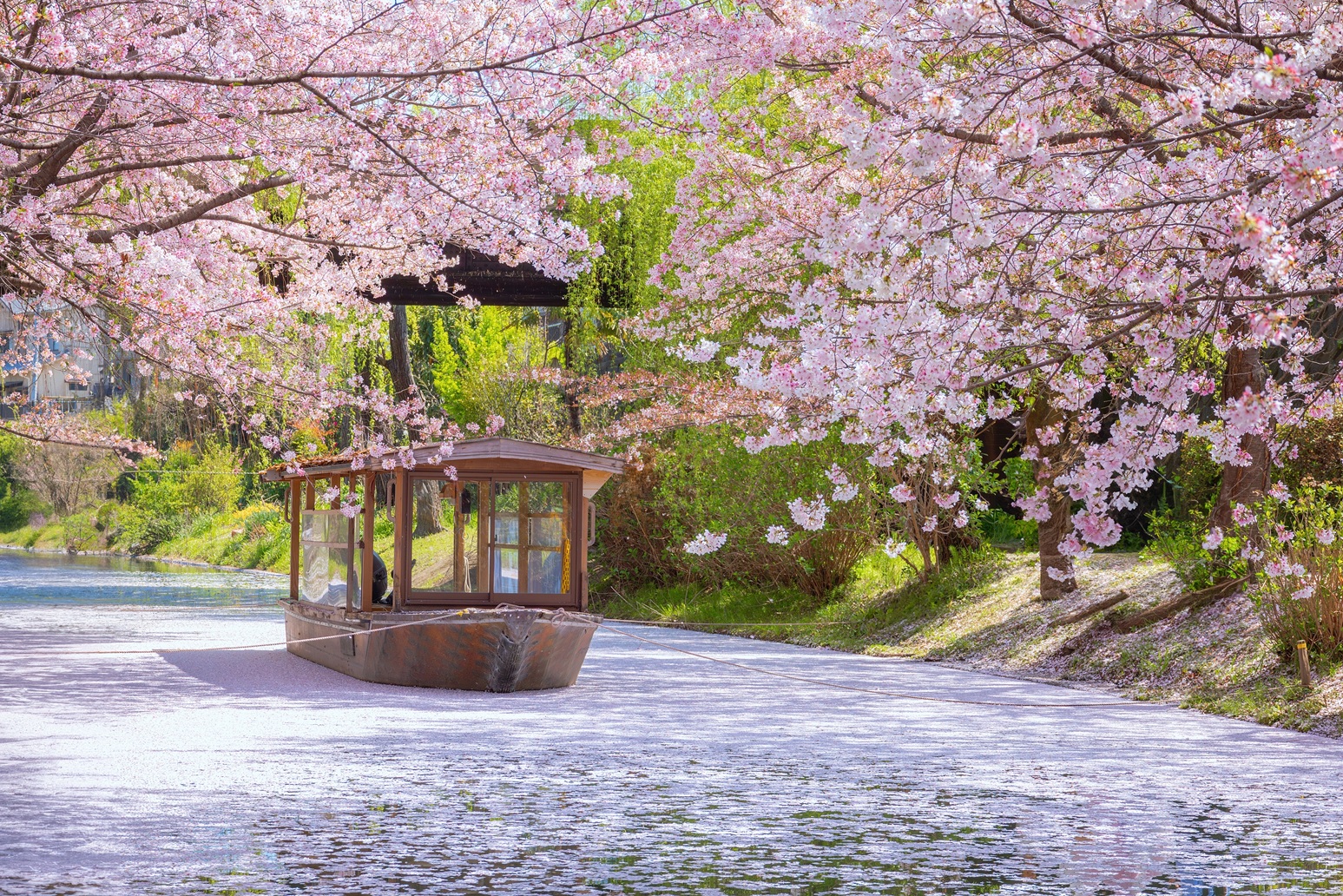 Essence of Spring Tour