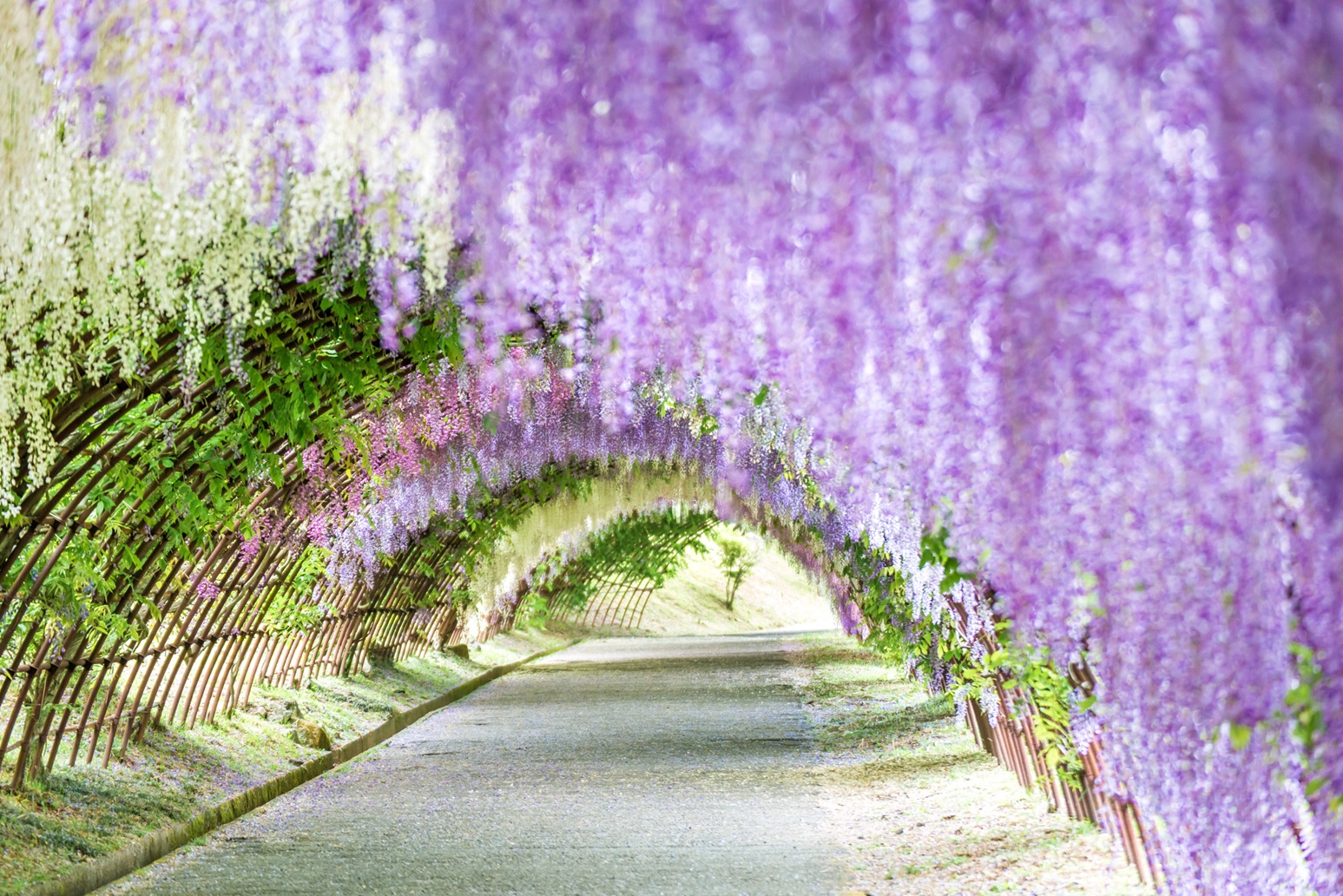 Essence of Spring | Kawachi Wisteria & Hiroshima