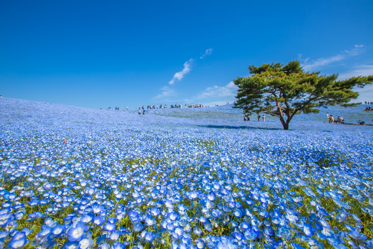 Essence of Spring Tour | Charm of Flowers