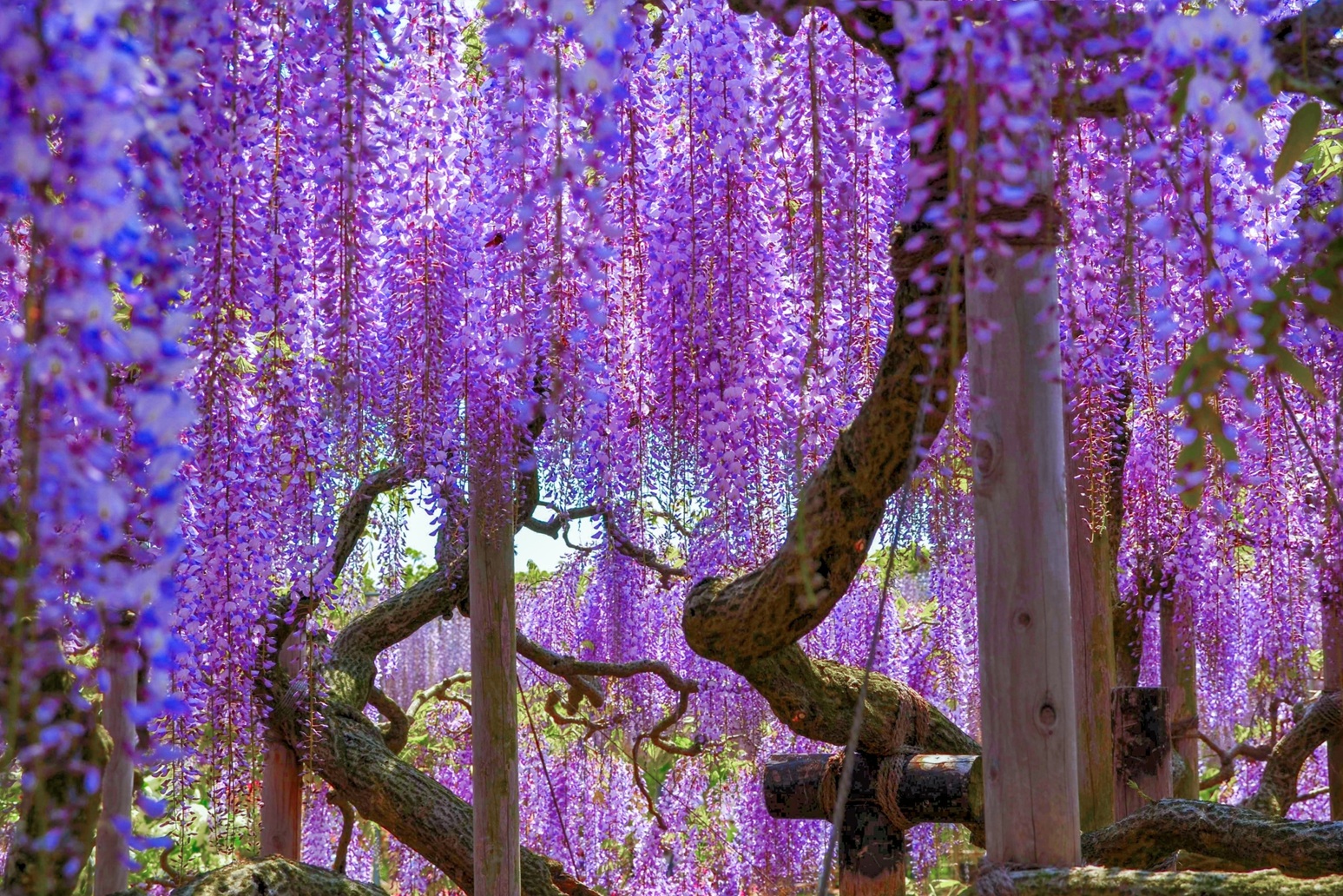 Charm of Flowers | Hiroshima