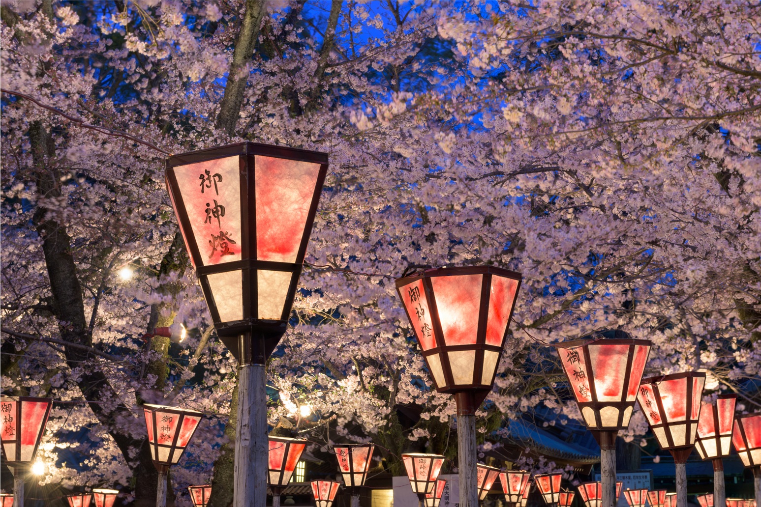 Essence of Spring | Grand Tour