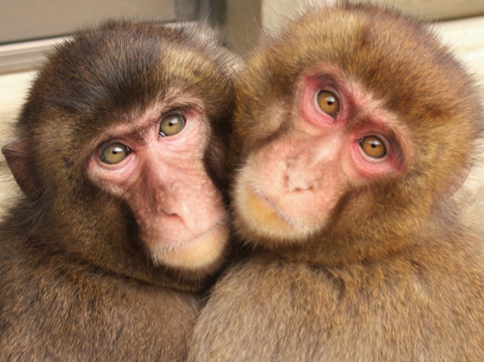 Takasakiyama Monkey Park