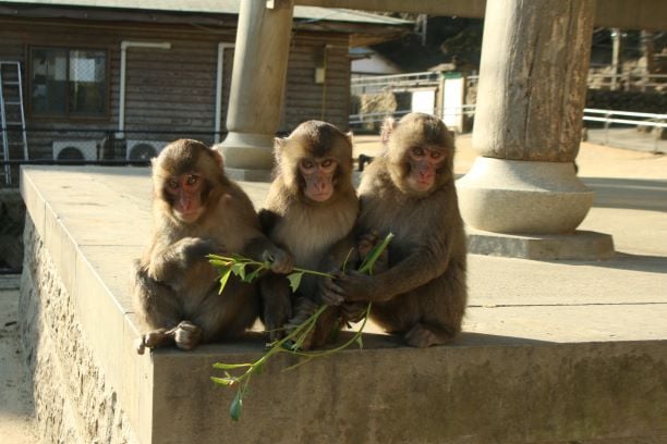 Meet Japan’s Famous Wild Monkeys in Their Natural Habitat