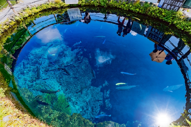 A Photographer’s Dream and the Spirit of Nature