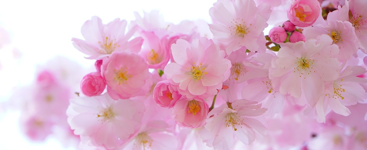 Essence of Spring | Best Japan Cherry Blossom Tours 2025-2026