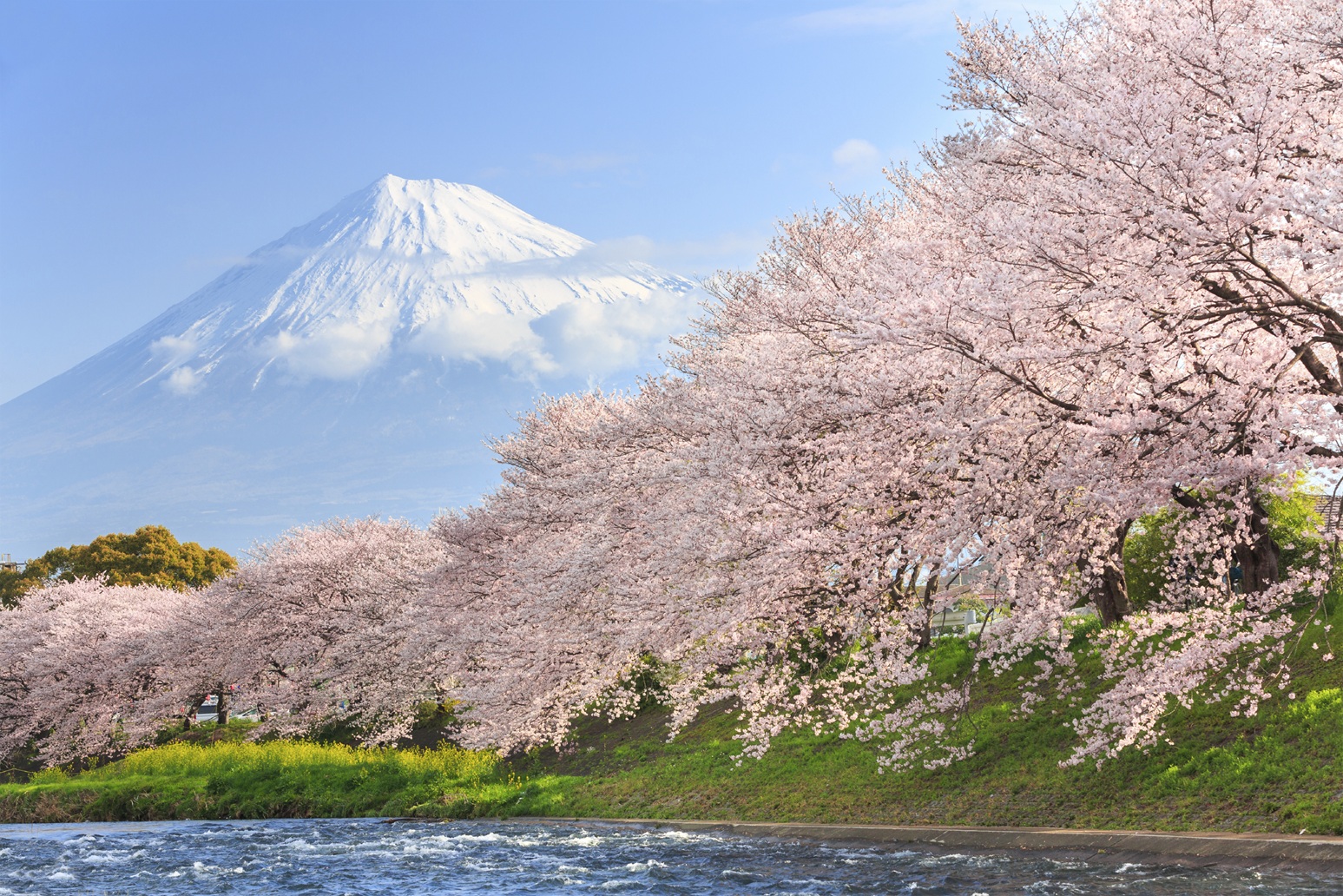 Essence of Spring | Grand Tour