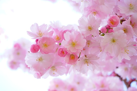 2026 Japan Cherry Blossom Tours – Schedule Released & Early Bird Spring Savings