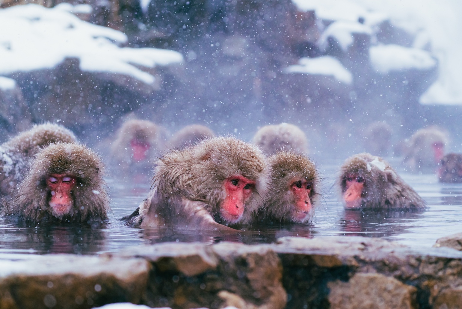 Winter Discovery | Snow Monkey