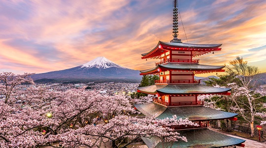 Cherry blossom Japan group tour