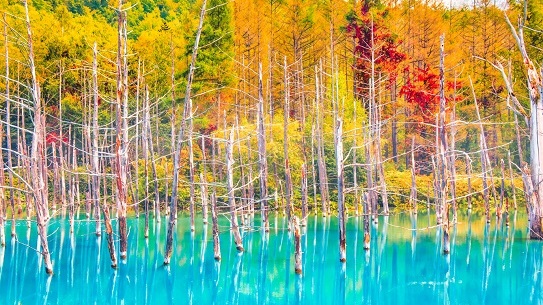 Hokkaido | 7 Days